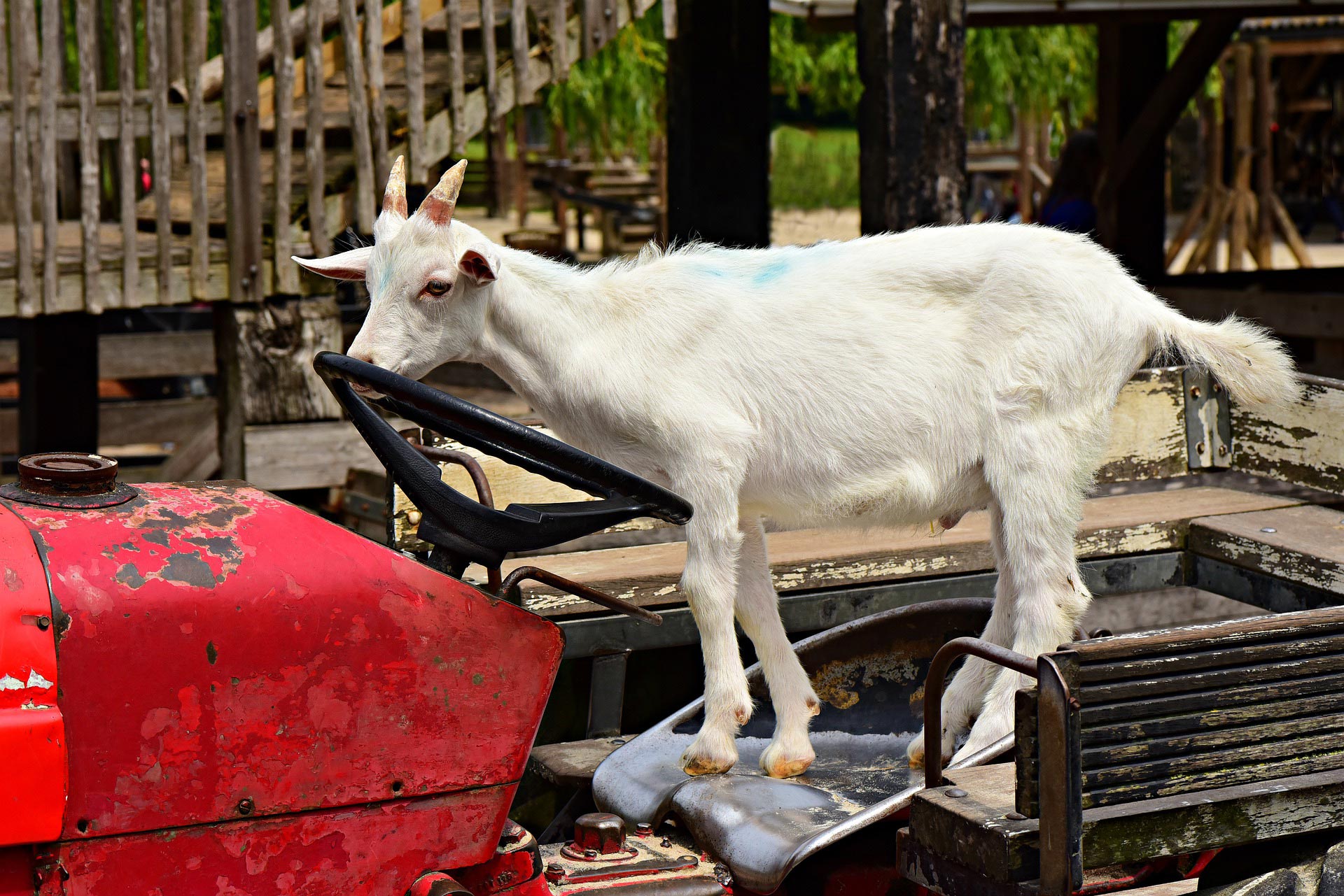 Goat On Tractors